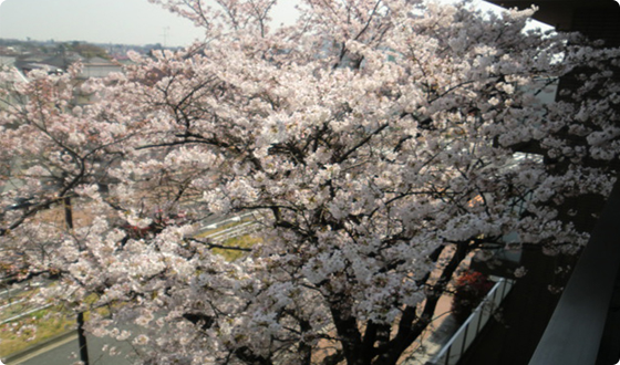 アリア等々力の杜